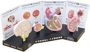 脳・眼球・心臓・腎臓の模型